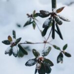 ಪ್ರಕೃತಿಯ ಮೆರಗು.